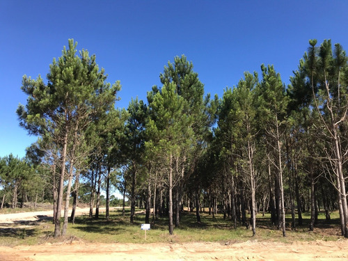 Imagen 7 de 9 de En Venta - Los Zorzales - Loteo De 30 Solares - Mza 423