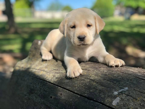 Cachorros Labrador Puros Y Adorables.