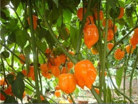 Chile Habanero Naranja!! El Más Picante!! Semillas Orgánicas