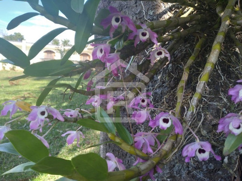 Imagem 16 de 30 de Linda Chacára Com Boa Topografia E Piscina - 27 - 70055572