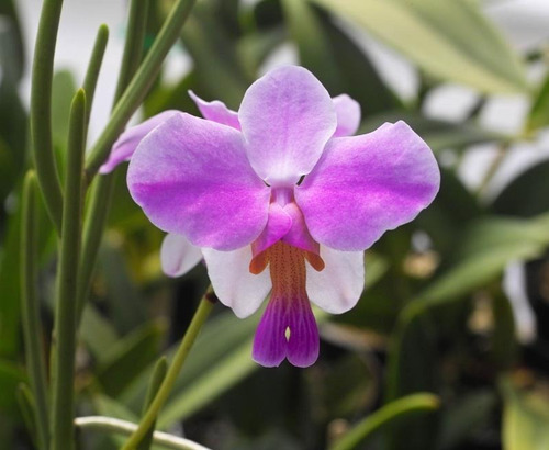 Mudas De Orquídea Vanda Teres | Parcelamento sem juros