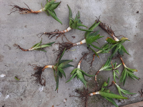 Imagen 8 de 10 de Planta Aloe Vera Medicinal: Envio Gratis Solo Montevideo