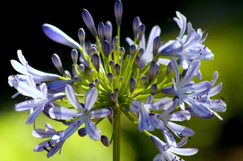 20 Agapanto Azul - Mudas Graúdas 30cm - Idade De Florir