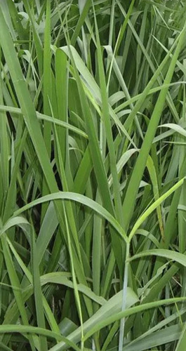 Semilla Pasto Bombasa Alto Rendimiento 10kg
