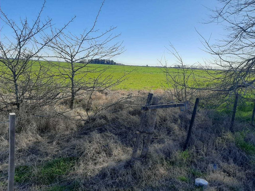 Imagen 6 de 7 de Venta Campo Agricola Ruta 2 El Peligro 198 Hectareas