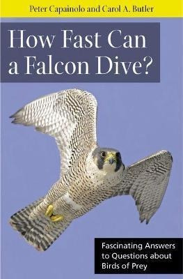 How Fast Can A Falcon Dive? : Fascinating Answers To Questio