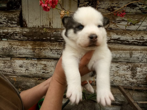 Vendo Hermosos Cachorros Siberianos