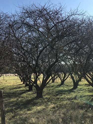 Imagen 2 de 5 de En Venta Lotes De 10.000m2 En Mercedes. Zona De Quintas