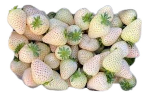 Pack 10 Plantas De Frutilla Blanca Raiz Desnuda