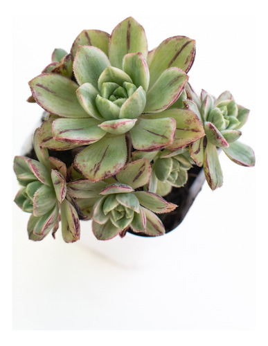 Aeonium Haworthii Variegado Suculenta Colección N° 8
