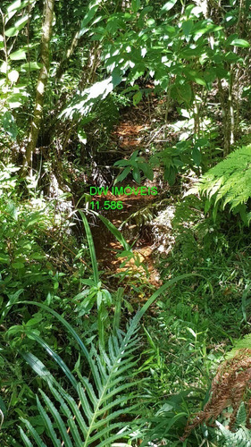 Imagem 17 de 19 de Juquitiba/terreno Com Mata E Nascente. - 05000 - 68089597