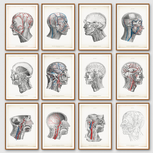 Anatomía Humana 60-61-62-63-64-65-66-67-68-69-70-60bis
