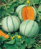 Comprar 100 Semillas De Melón Rayado Dulce 