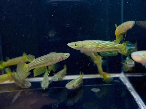Pez Killi Panchax Importado! Peces Tropicales