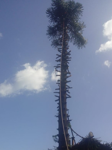 Imagen 5 de 5 de Podas En Alturas ,extracción De Árboles (con Seguro De Vida)