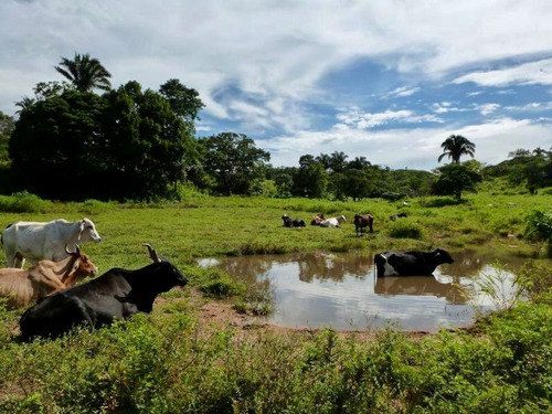 Imagen 1 de 13 de Finca En Santa Barbara De Barinas