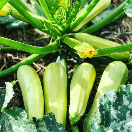 Imagen 4 de 5 de Semillas Zucchini Zapallito Alargado X Sobre Huerta En Casa