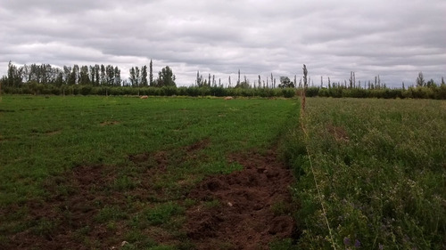 Venta Lote Campo Casa Mendoza General Alvear Bowe