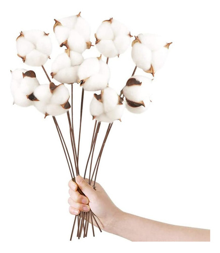 Paquete De 10 Tallo De Algodón, Algodón Seco Natural, Decora