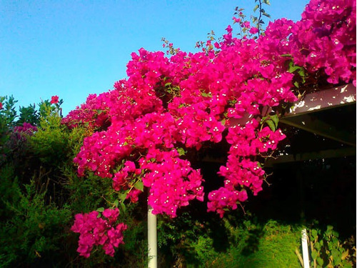 Santa Rita O Bougainvillea