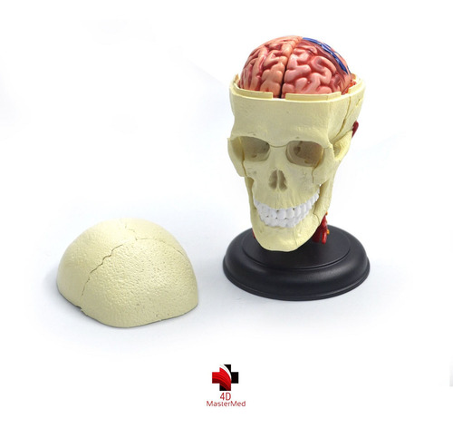 Anatomia Do Crânio E Nervos Cranianos Humano - 4d Master