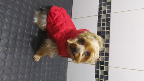 Chaquetas Para Perritos