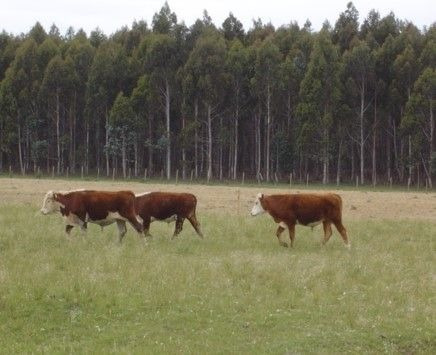 Imagen 4 de 15 de Terreno Campo En Venta Ubicado En Aguada, Montevideo