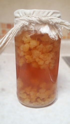 Tibicos Deshidratados, Probioticos, Kefir De Agua