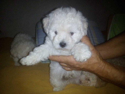 Hermosos Cachorros French Poodle 