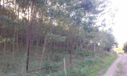 Imagem 1 de 9 de Área Rural Para Venda Em Sertão Santana, Linha Alfredo Silveira - Sertão Santana - 3026_1-820982