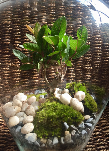 Bonsai Terrario Globo Con Arbolito Junípero, Ficus O Guayabo