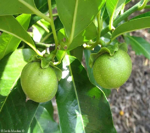 Zapote Blanco Enano (casimiroa Edulis)