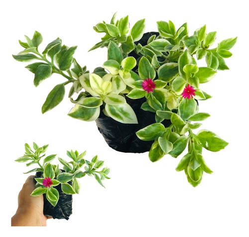 Kit 15 Mudas De Rosinha De Sol Variegata - Aptenia