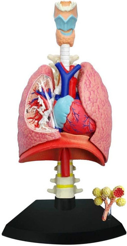 Modelo Anatómico Del Sistema Respiratorio Humano Tedco 4d