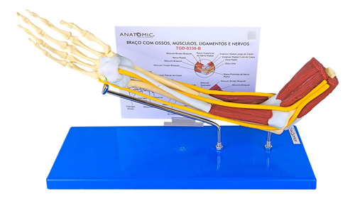 Modelo Anatômico Braço Ossos Músculos Ligamentos Nervos
