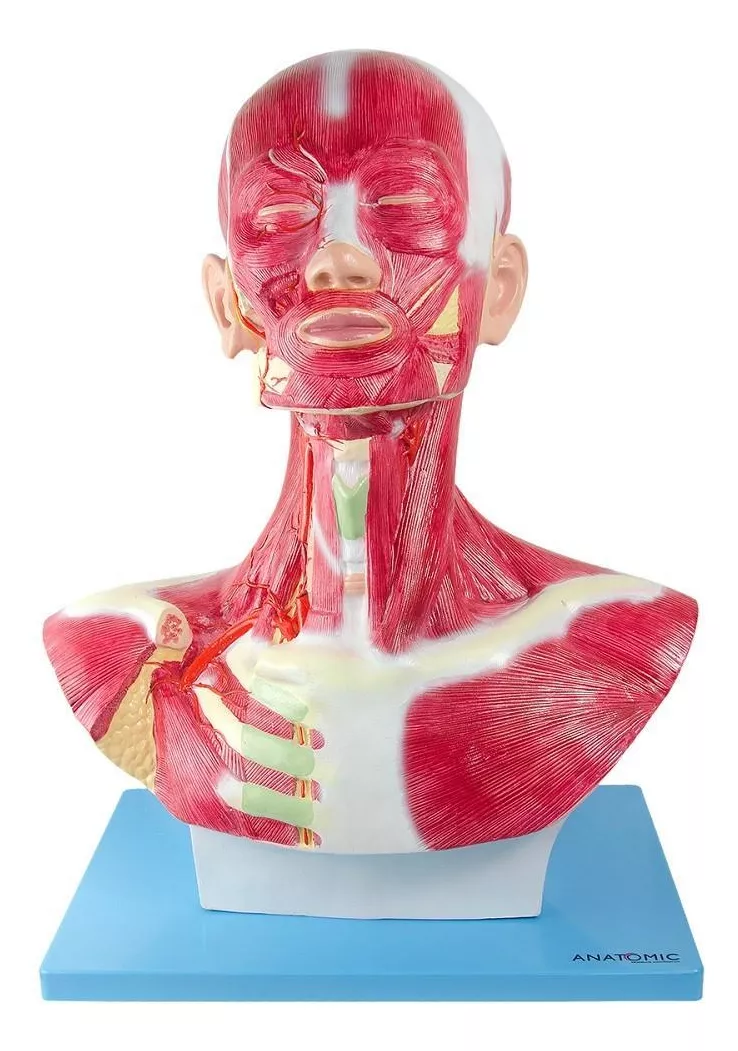 Segunda imagem para pesquisa de modelo anatomico gordura e musculo