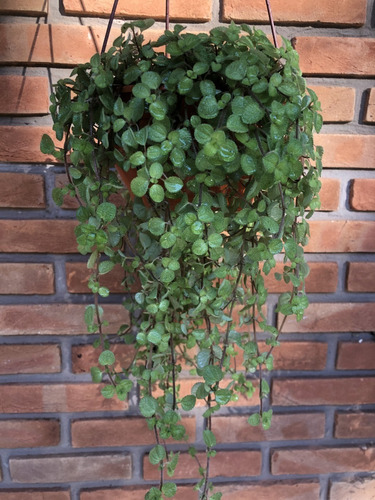 1 Planta Dinheiro Em Penca Pilea Nummularifolia Holambra Lar | MercadoLivre