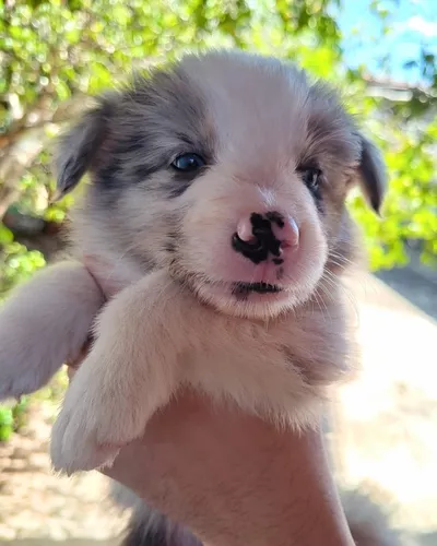 Linda ninhada de Border Collie Blue Merle tricolor