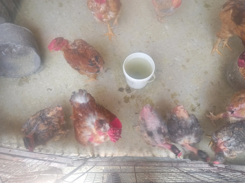 Imagen 8 de 10 de Gallos, Gallinas Criollas Guaricas, Culinas Y Pavos