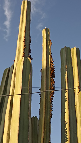 Pachycereus Marginatus Un Esqueje 20 A 30 Cms Nv