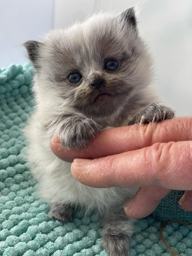 Gatitos Persa Himalaya De Dos Meses Padres A La Vista