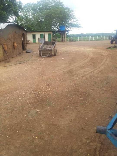 Imagen 13 de 14 de Finca 2.500 Hectáreas En Guárico, Vía El Sombrero