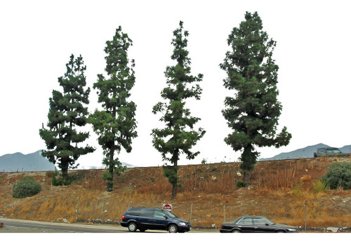 Sementes Pinheiro Tropical Pinus Canariensis Árvore / Bonsai