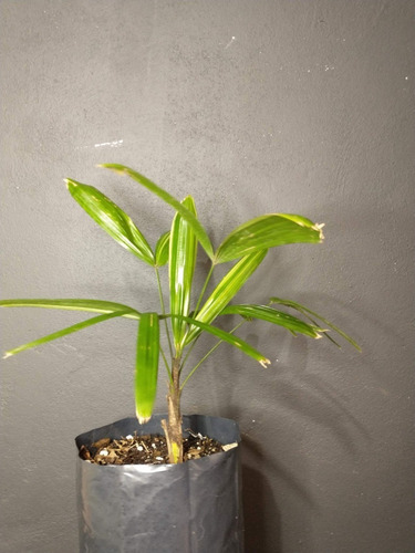 Rhapis Excelsa Variegada (planta De Colección)