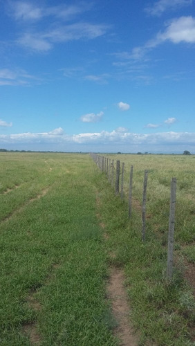 Imagen 5 de 30 de Se Vende Campo En Cordoba Listo Para Trabajarlo