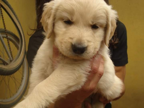 Hermosos Cachorros Golden Retriever En Venta 