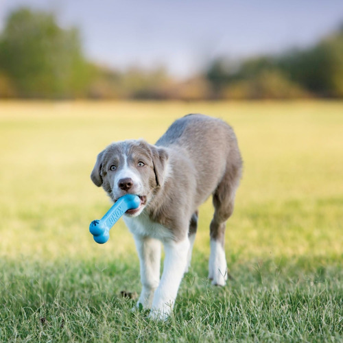 Imagen 5 de 9 de Kong Goodie Bone Puppy Juguete Perro Cachorro Forma De Hueso