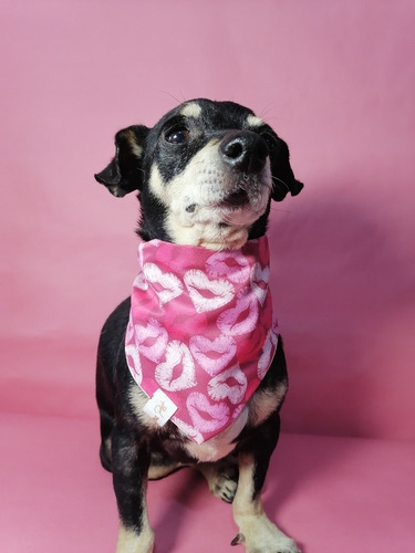 Set 3 Bandanas Para Mascotas San Valentín Color