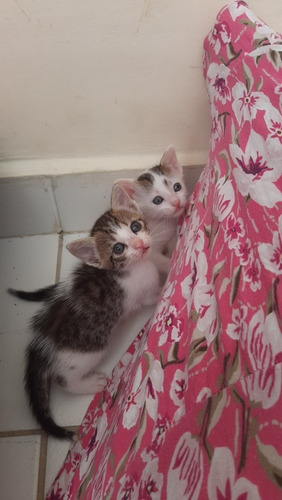 São Três Gatinhos Filhotes Que Precisam De Um Lar.