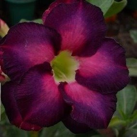 10 Sementes Rosa Do Deserto Tons Roxas Azuladas Frete Gratis
